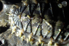 Mopalia porifera