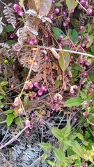 Alternanthera porrigens