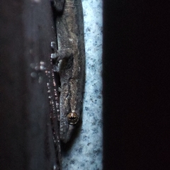 Hemidactylus bowringii