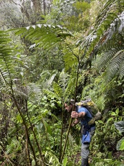 Pteris tripartita