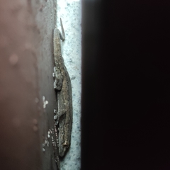 Hemidactylus bowringii