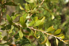 Acacia buxifolia