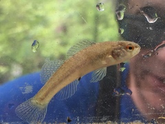Etheostoma phytophilum