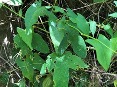 Muehlenbeckia gracillima