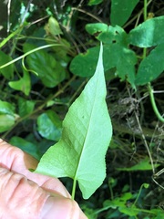 Muehlenbeckia gracillima