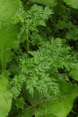 Selinum alatum
