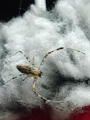 Nephilingis cruentata