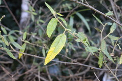 Solanum parvifolium