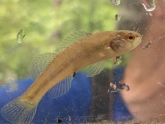 Etheostoma phytophilum