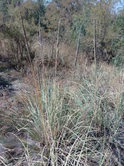 Muhlenbergia robusta