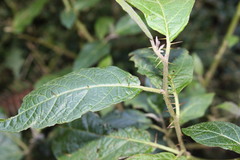 Solanum rixosum