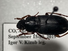 Harpalus pensylvanicus