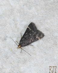 Crambidae