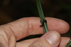 Cyperus tetraphyllus