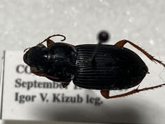 Harpalus pensylvanicus