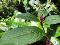 Deeringia amaranthoides