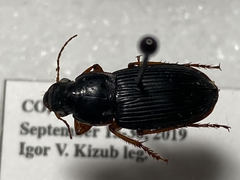 Harpalus pensylvanicus