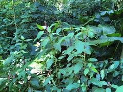 Deeringia amaranthoides
