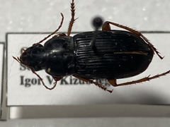 Harpalus pensylvanicus