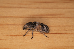 Dendropemon subfasciatus