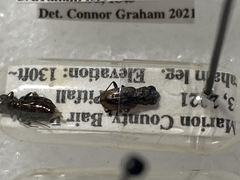 Notiophilus sylvaticus