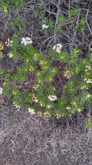 Darwiniothamnus tenuifolius