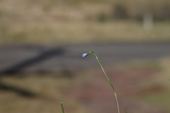 Wahlenbergia stricta stricta
