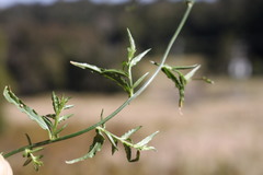 Wahlenbergia stricta stricta