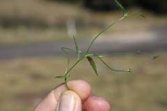 Wahlenbergia stricta stricta