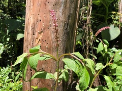 Deeringia amaranthoides