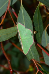 Chlorocoma cadmaria