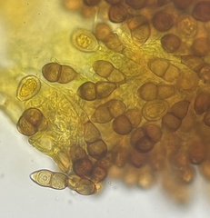 Puccinia smilacis