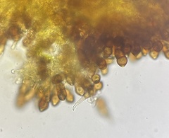 Puccinia smilacis