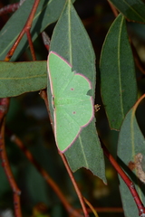 Chlorocoma cadmaria