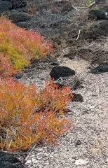 Sesuvioideae