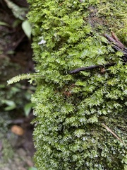 Crepidomanes minutum