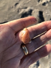 Modiolus americanus