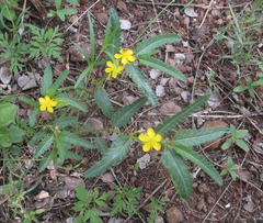 Corchorus asplenifolius image