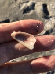 Modiolus americanus
