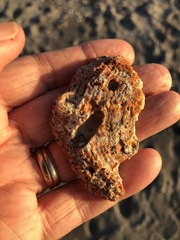 Petaloconchus varians