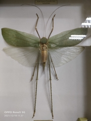 Arachnacris corporalis
