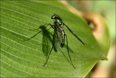 Heteropsilopus cingulipes