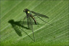 Heteropsilopus cingulipes