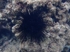 Echinothrix
