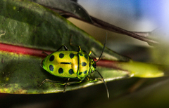 Chrysocoris purpureus
