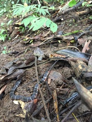 Hemibungarus calligaster