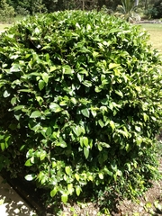 Graptophyllum ilicifolium