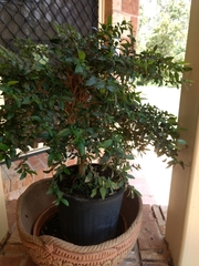 Graptophyllum ilicifolium