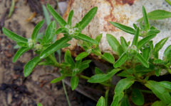 Alternanthera nana
