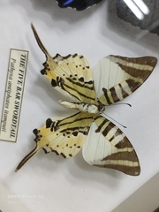 Graphium antiphates itamputi